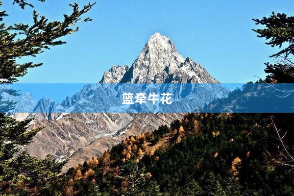 篮牵牛花